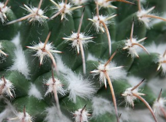 cactus close-up