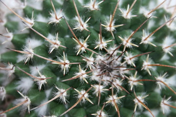 cactus spines up