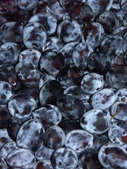 étal de prunes, des quetsches