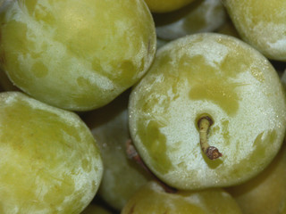 Des fruits,  des prunes mirabelles