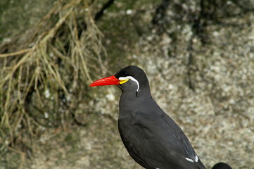inkaseeschwalbe