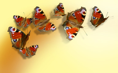 seven colorful butterflies on yellow background