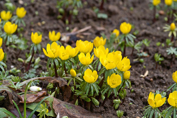winterlinge im frühling