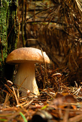 mushroom-boletus edulis