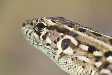lizard