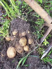 kartoffelernte