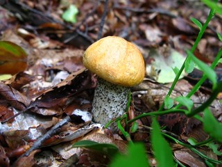 mushroom