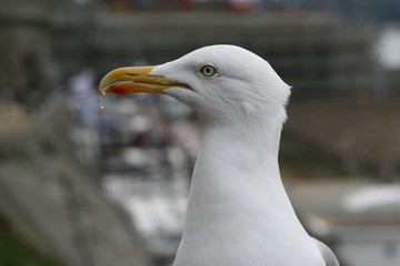tete de mouette