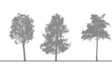 arbres pour coupes et élévations