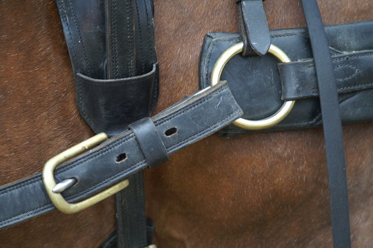les belles fixations d'attelage d'un cheval 3