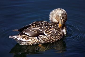 female mallard bathing