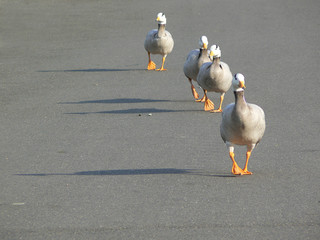 marching bar-headed geese