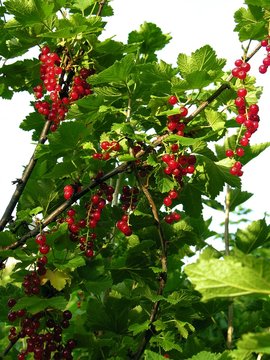 Red Currants On Currant Bush