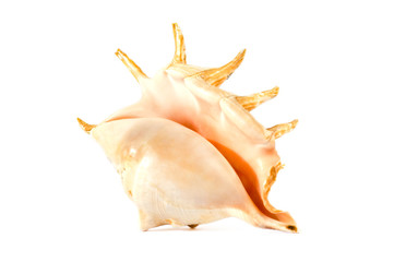 isolated shell on white background