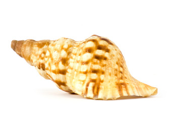 isolated shell on white background