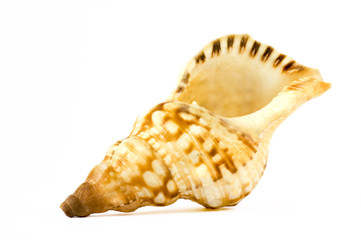 isolated shell on white background