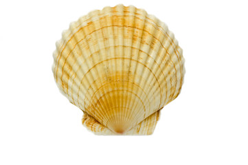 isolated shell on white background