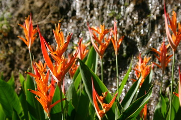 tropical flowers