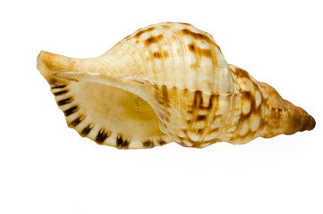 isolated shell on white background