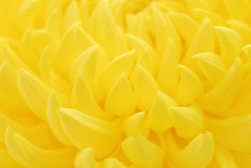 chrysanthemum background