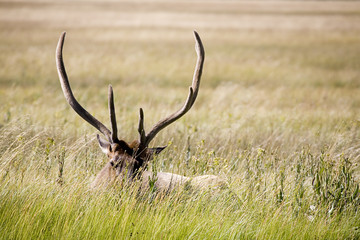 bull elk