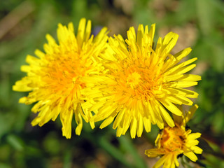 bee on flower