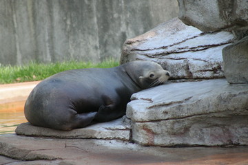 sea lion