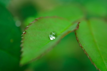 water drop on green leaf