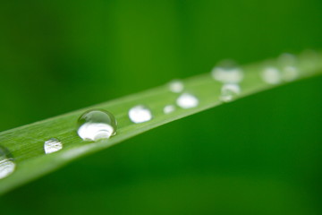 water drops on grass