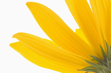 yellow flower 4