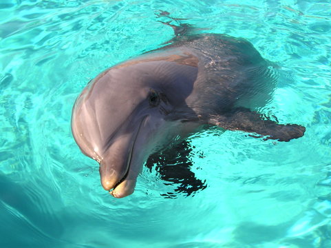 dolphin