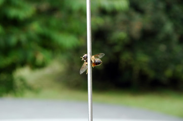 bee disected in half