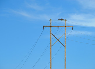 vulture on pole