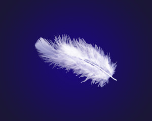 white feather on blue