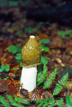 pilze10