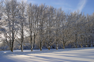 tree line