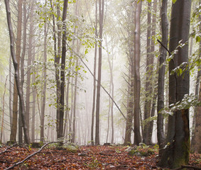 forest mist