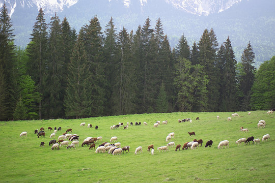 schafe auf der alm
