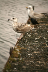 möwe