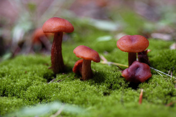 Fototapeta premium forest floor mushrooms