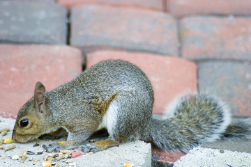 brickyard squirrel