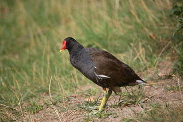 teichhuhn