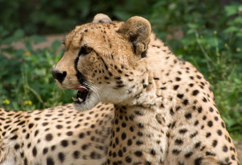 Naklejka na ściany i meble gepard w trawie