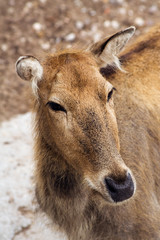 deer pere david's