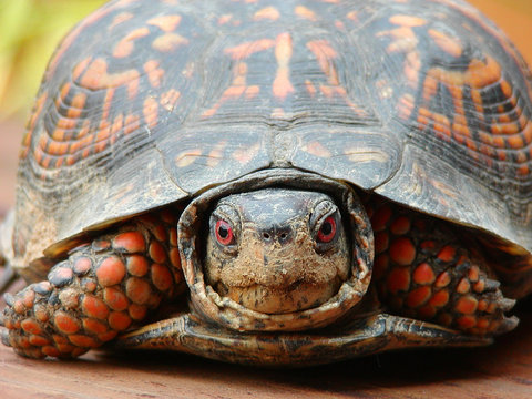 Eastern Box Turtle