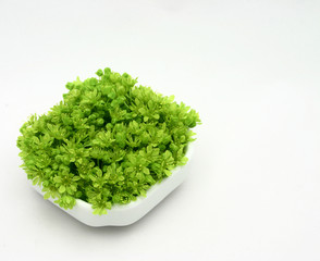 fresh green flowers