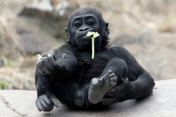baby gorilla eating