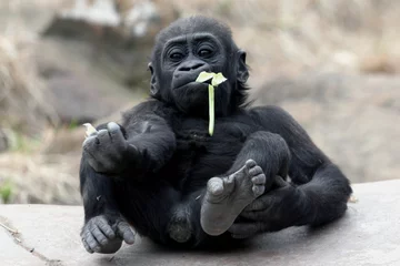 Crédence de cuisine en verre imprimé Singe baby gorilla eating