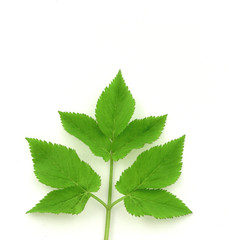 Naklejka na ściany i meble green leaves near symmetric