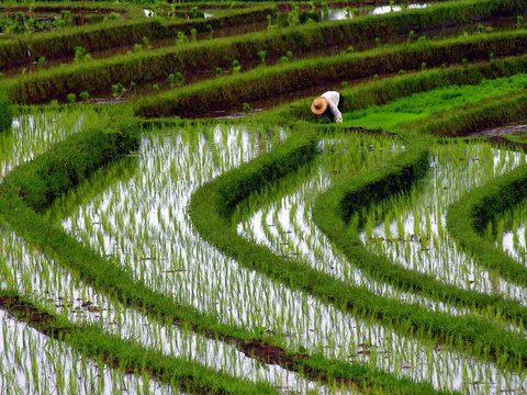 travail dans la riziere